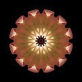 Pale Pink Tulip Flower Mandala