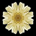 Pale Yellow Gerbera Daisy III Flower Mandala