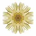 Pale Yellow Gerbera Daisy III Flower Mandala White