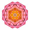 Pink and Orange Rose I Flower Mandala White