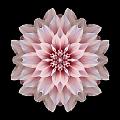 Pink Dahlia Flower Mandala