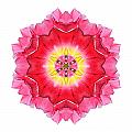 Tulip Peach Blossom I Flower Mandala White