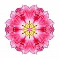 Tulip Peach Blossom III Flower Mandala White