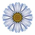 White Daisy I Flower Mandala White