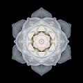 White Rose I Flower Mandala