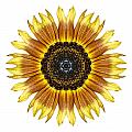 Yellow and Brown Sunflower I Flower Mandala White
