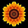 Yellow and Orange Sunflower VI Flower Mandala