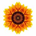 Yellow and Orange Sunflower VI Flower Mandala White