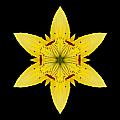 Yellow Lily I Flower Mandala