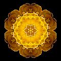Yellow Tulip II Flower Mandala